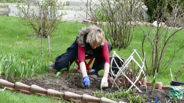 Mulher jovem jardineiro capina as ervilhas verdes — Vídeo de Stock