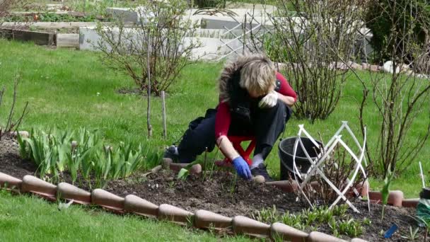 Mulher jovem jardineiro capina as ervilhas verdes — Vídeo de Stock