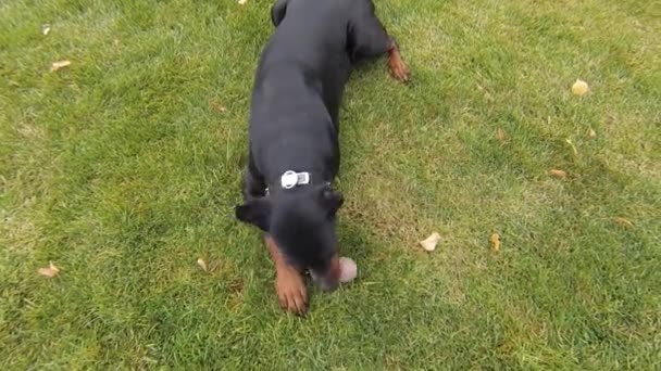 Schwarzer Hundeball beim Spielen — Stockvideo