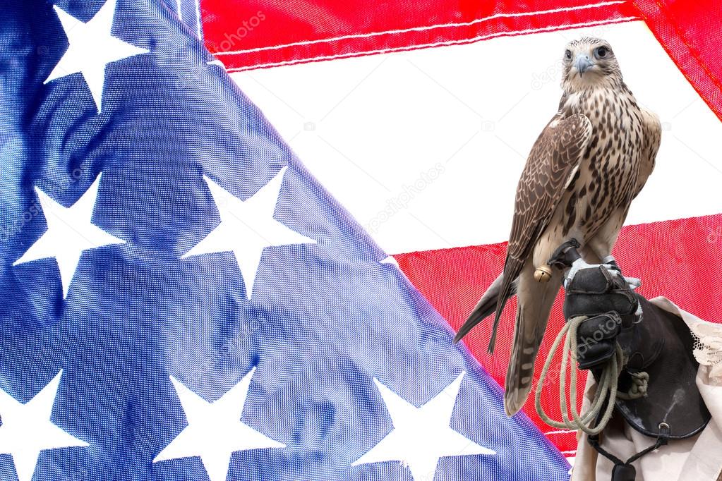 Falcon on handlers hand on US flag