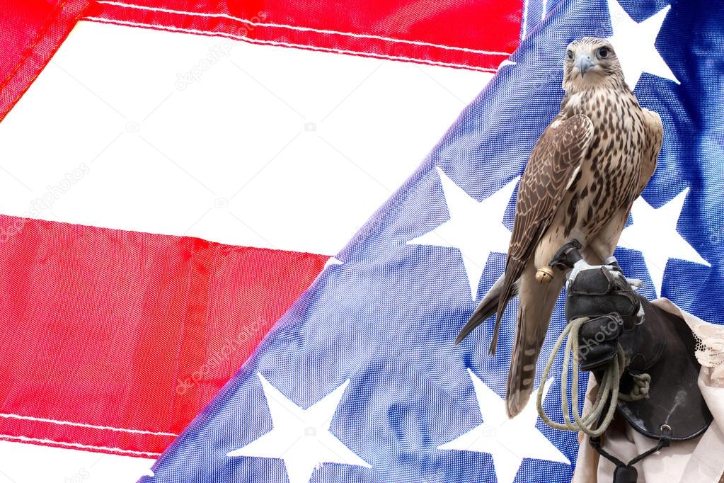 Falcon on handlers hand on US flag
