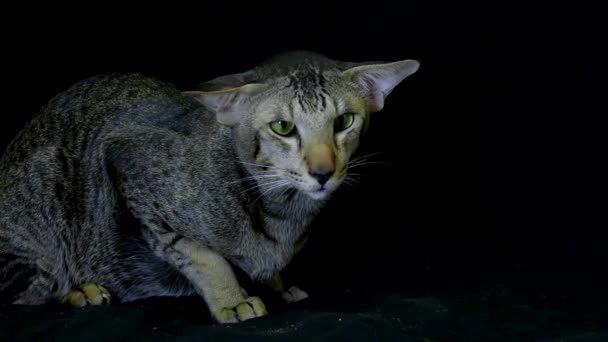 Close Up portret: Draguta siamese Cat — Videoclip de stoc