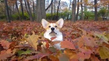 Sonbahar parkında Corgi köpeği
