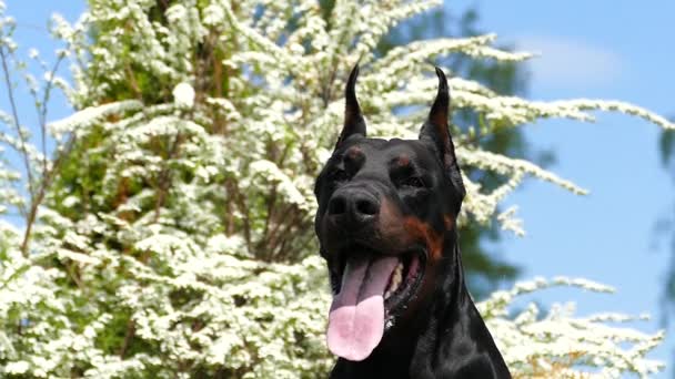 Grande cão preto ao ar livre — Vídeo de Stock