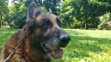 Yaşlı Alman çoban köpeği, portreyi yakından çek.
