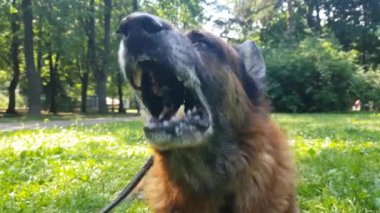 Yaşlı Alman çoban köpeği, portreyi yakından çek.