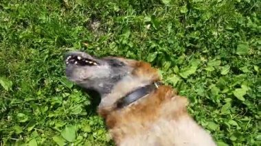 Yaşlı köpek dışarıda.