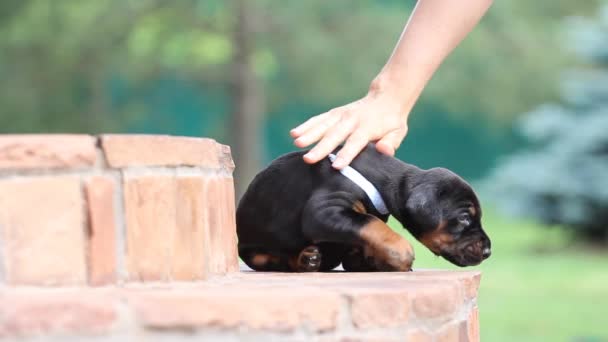 Cãozinho de Dobermann que tem resto em stears — Vídeo de Stock