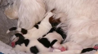 Mutlu köpek yavrularını besliyor.