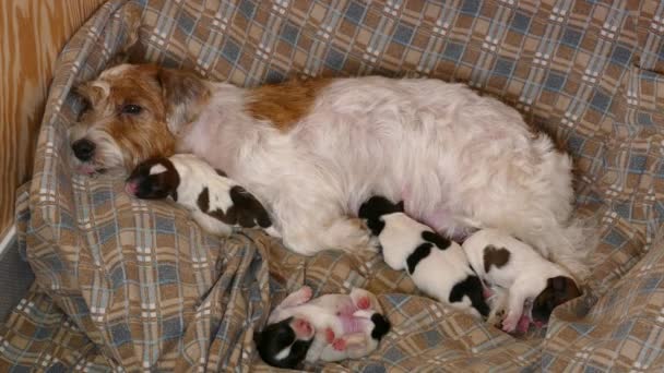 Feliz perro alimentando a sus cachorros — Vídeos de Stock