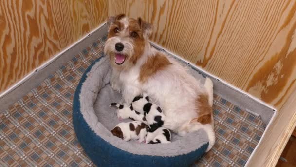 Happy dog feeding her puppies — Stock Video