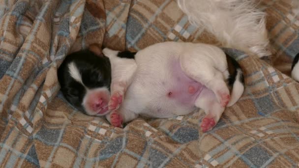 Cachorro recién nacido en cesta — Vídeos de Stock