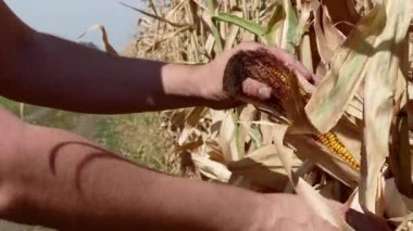 Mısır tarlasında büyüyen mısır koçanı