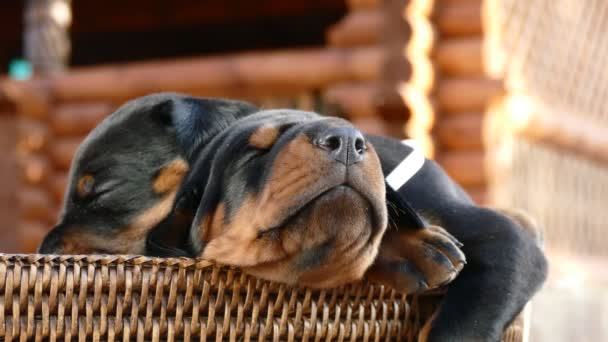 Anjing Dobermann sedang beristirahat di atas kemudi — Stok Video