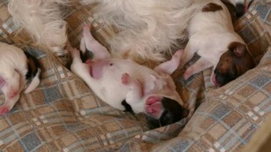 Sepette yeni doğmuş köpek yavrusu