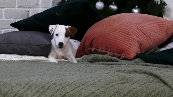 クリスマスツリーの前に小さなテリア子犬 — ストック動画