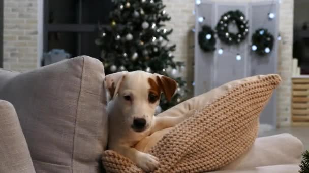 Pequeño cachorro terrier delante del árbol de Navidad — Vídeos de Stock
