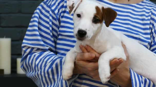 Mujer en chaleco despojado celebrar pequeño terrier cachorro — Vídeos de Stock