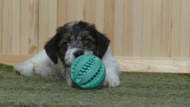 Teriyer köpek topu oynuyor — Stok video