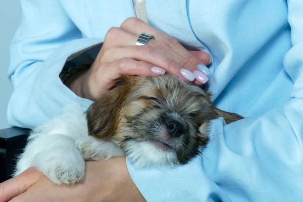 Pequeño cachorro suave en las manos de una mujer joven — Foto de Stock