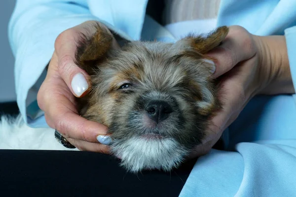 Pequeno cachorrinho doce nas mãos de uma jovem mulher — Fotografia de Stock