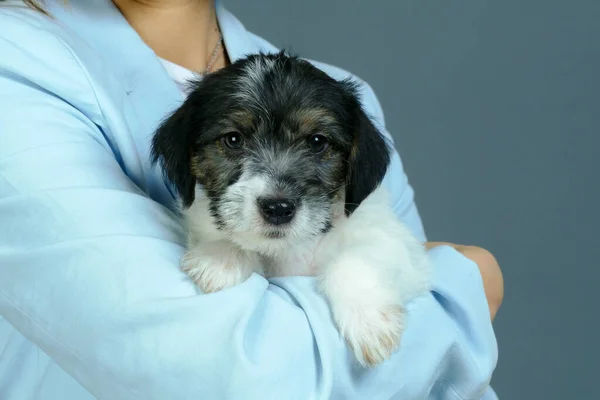 Pequeño cachorro suave en las manos de una mujer joven — Foto de Stock