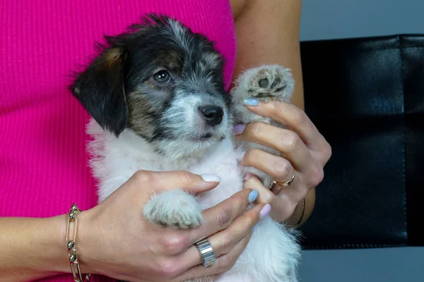 Pequeno cachorrinho doce nas mãos de uma jovem mulher — Fotografia de Stock
