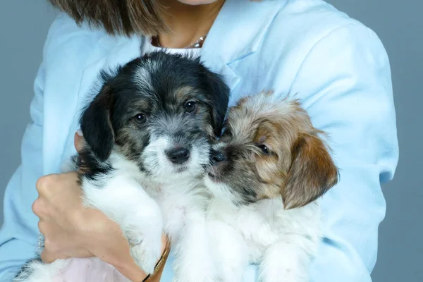 Petits chiots doux dans les mains d'une jeune femme — Photo