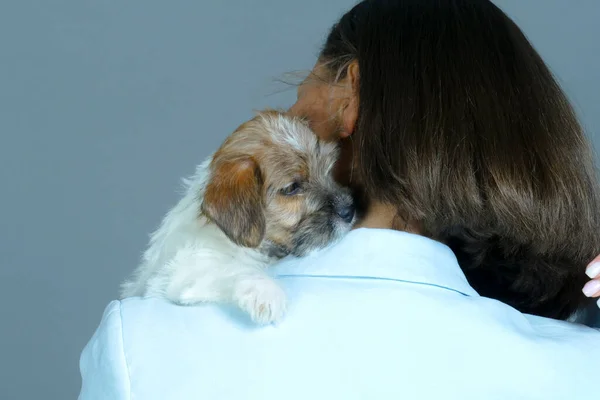 Pequeño cachorro suave en las manos de una mujer joven —  Fotos de Stock
