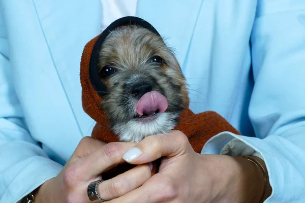 Pequeño cachorro suave en las manos de una mujer joven — Foto de Stock