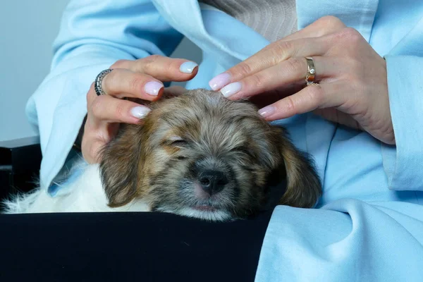 Pequeño cachorro suave en las manos de una mujer joven — Foto de Stock