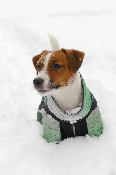 White Jack Russell terrier ao ar livre retrato na neve profunda — Fotografia de Stock