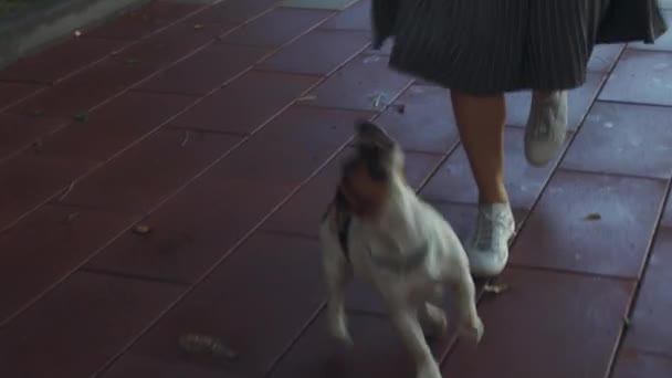 Ragazza che cammina nel parco con cagnolino — Video Stock