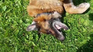 Yaşlı Alman çoban köpeği çoban köpeği çimenlerde mutlu bir şekilde yürüyor.