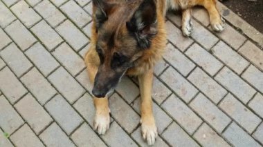 Yaşlı Alman çoban köpeği parktaki fayansta yatıyor.
