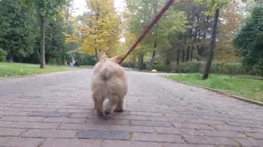 Yavru köpek kaldırımda yürüyor.