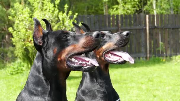 Dva velcí černí psi venku — Stock video