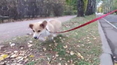 Yavru köpek çimenlerde yürüyor.
