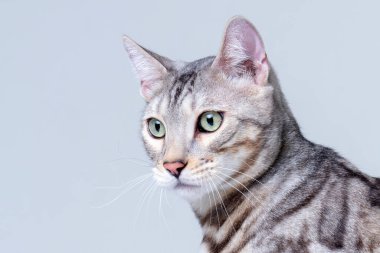 Gümüş Bengal Kedisi stüdyoda