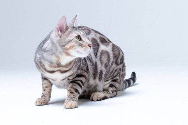 Gümüş Bengal Kedisi stüdyoda