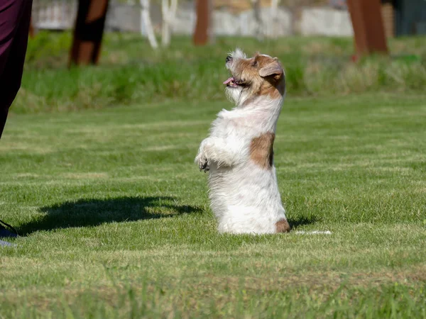 Jack Russell Terrier Primer plano. — Foto de Stock