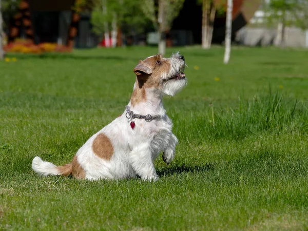 Jack Russell Terrier Primer plano. — Foto de Stock