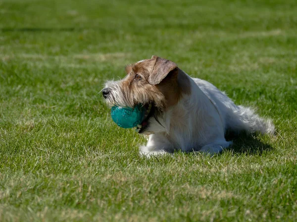 Jack Russell Terrier sluiten. — Stockfoto