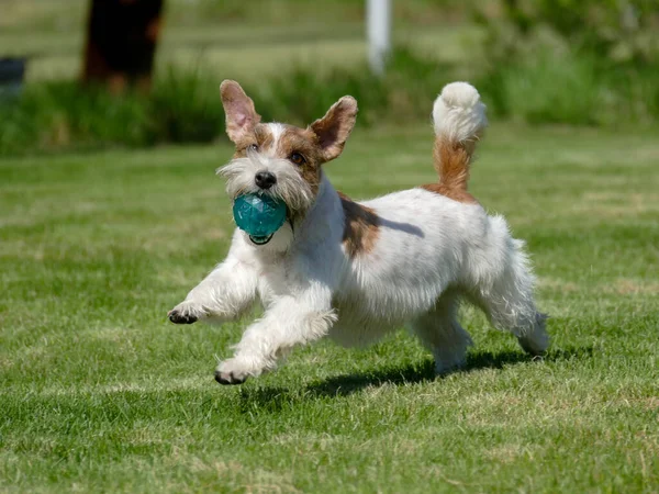 Jack Russell Terrier sluiten. — Stockfoto