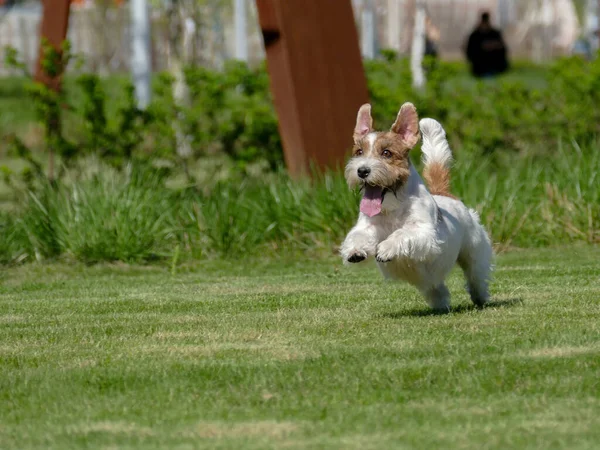 Jack Russell Terrier Närbild. — Stockfoto