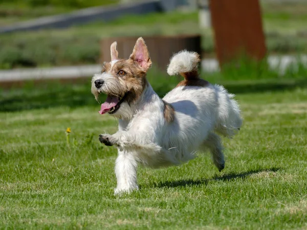 Jack Russell Teriyeri Kapatın. — Stok fotoğraf