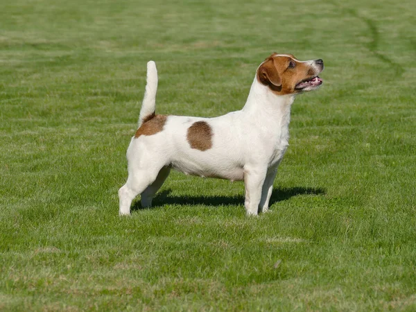 Jack Russell Terrier Närbild. — Stockfoto