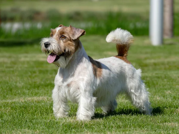 Jack Russell Terrier közelkép. — Stock Fotó