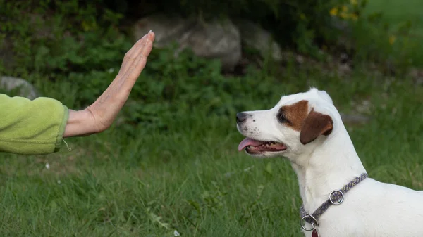Mulher mão mostrando o símbolo de parada para o cão — Fotografia de Stock