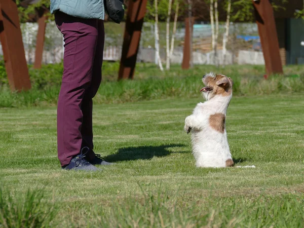 Mulher formação pequeno cão na grama verde — Fotografia de Stock